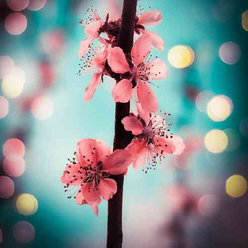 عباس نوذرپور مادروم خوشحاله خوشحال و راضی پسرش مرد شده